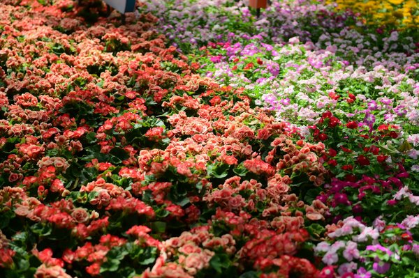 Découvrez les Styles Architecturaux Uniques des Maisons Individuelles